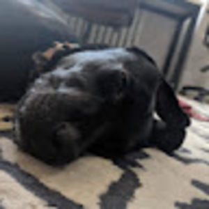 Meet your Posher, Lesly